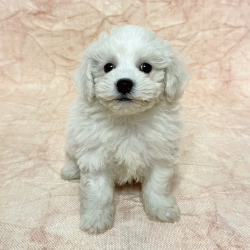 ビションフリーゼ