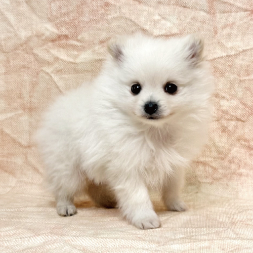 ビションフリーゼ