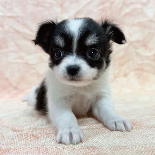 ロングコートチワワ