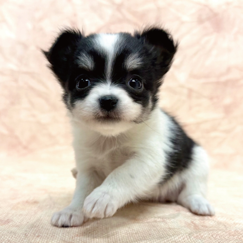 ロングコートチワワ