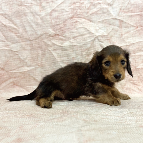 カニンヘンダックス