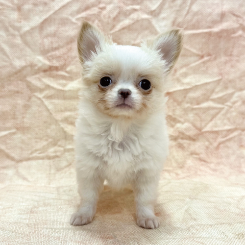 ロングコートチワワ