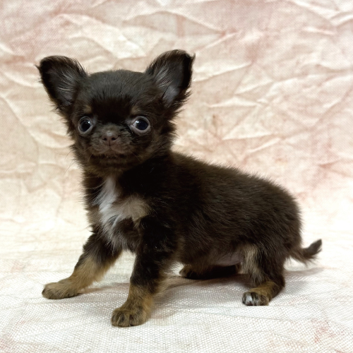 ロングコートチワワ