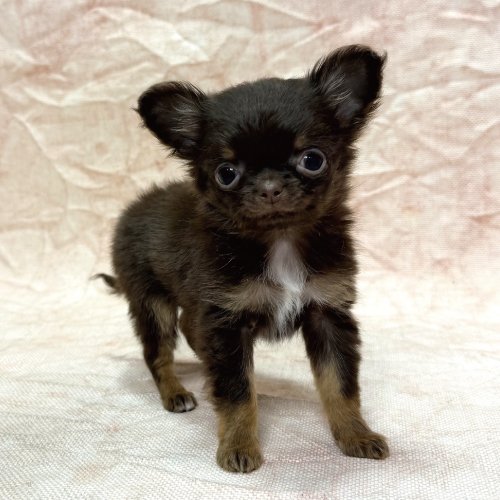 ロングコートチワワ