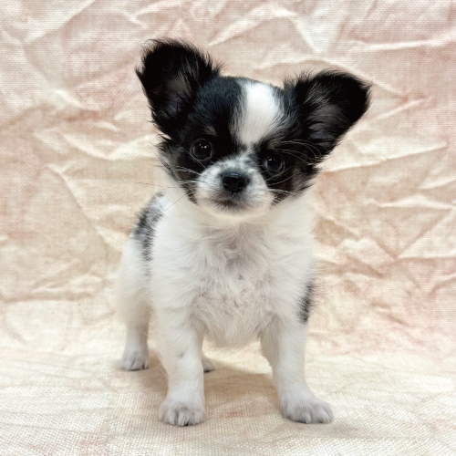 ロングコートチワワ