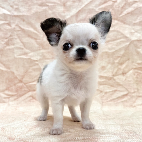 ロングコートチワワ