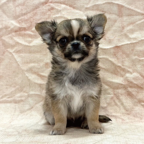 ロングコートチワワ