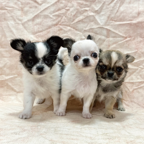 ロングコートチワワ