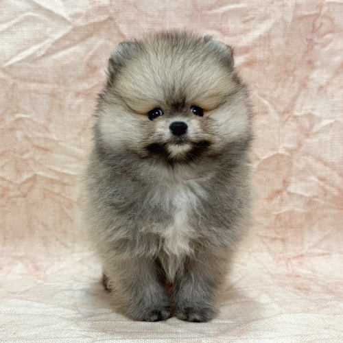 ポメラニアン