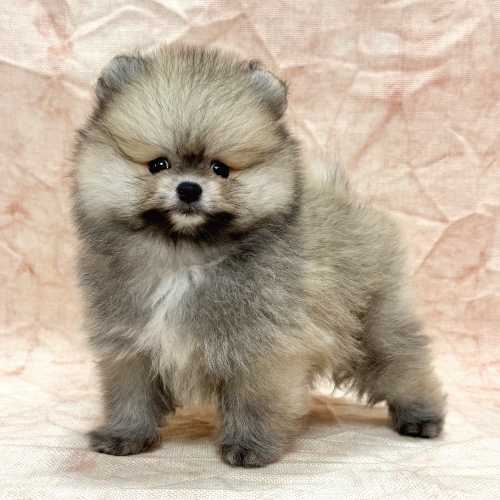 ポメラニアン