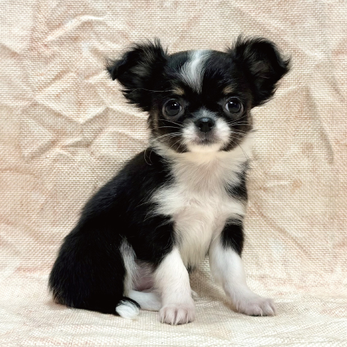 ロングコートチワワ