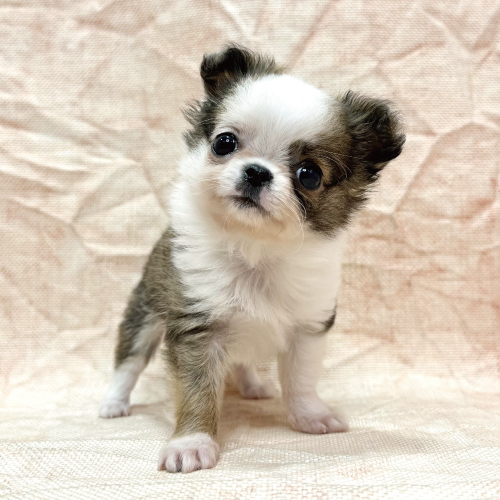 ロングコートチワワ