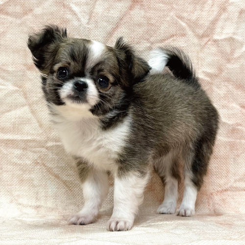 ロングコートチワワ