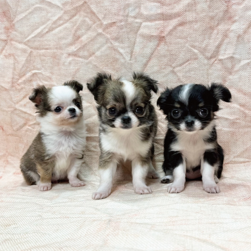 ロングコートチワワ