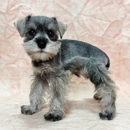 ミニチュアシュナウザー