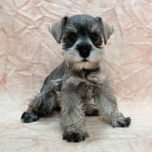 ミニチュアシュナウザー