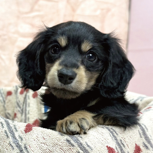 カニンヘンダックス