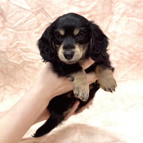 カニンヘンダックス