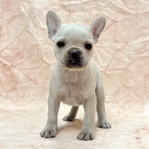 フレンチブルドッグ