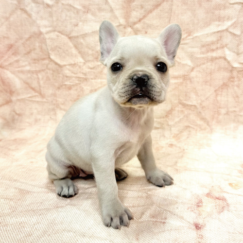 フレンチブルドッグ