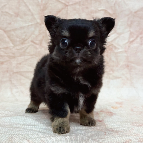 あなたにピッタリなペットが見つかります（犬）｜ペットのことならZOO