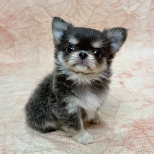 小型わんちゃんです。 あなたにピッタリなペットが見つかります（犬）｜ペットのことならZOO
