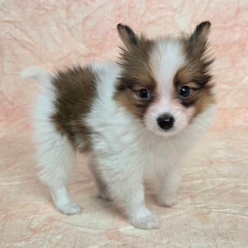 あなたにピッタリなペットが見つかります（犬）｜ペットのことならZOO