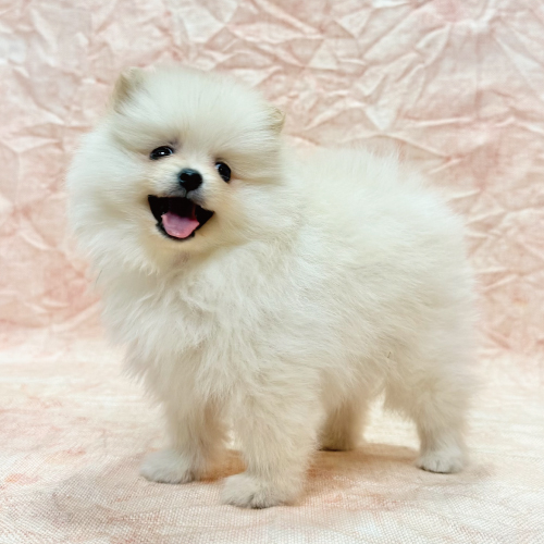 あなたにピッタリなペットが見つかります（犬）｜ペットのことならZOO