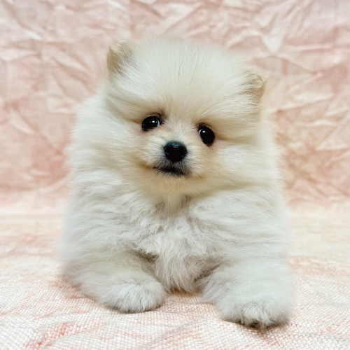 あなたにピッタリなペットが見つかります（犬）｜ペットのことならZOO