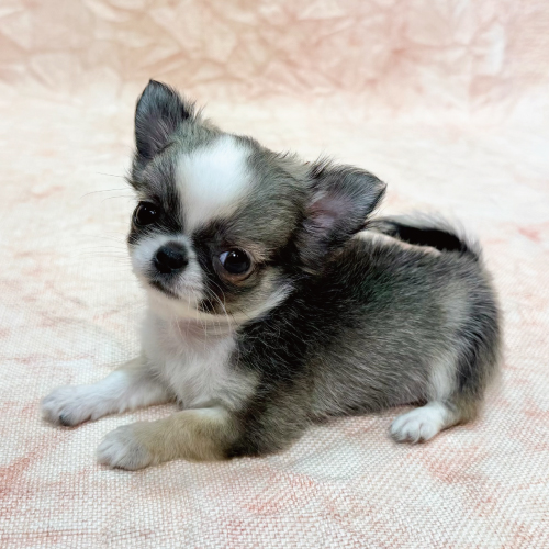あなたにピッタリなペットが見つかります（犬）｜ペットのことならZOO