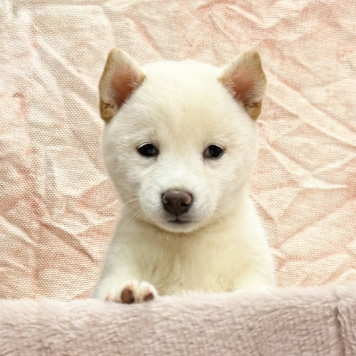 豆柴犬