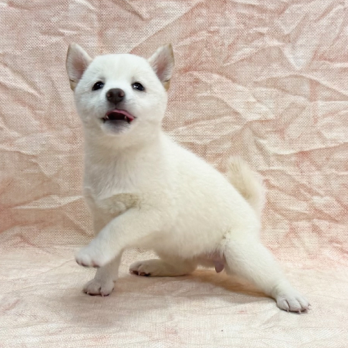 豆柴犬