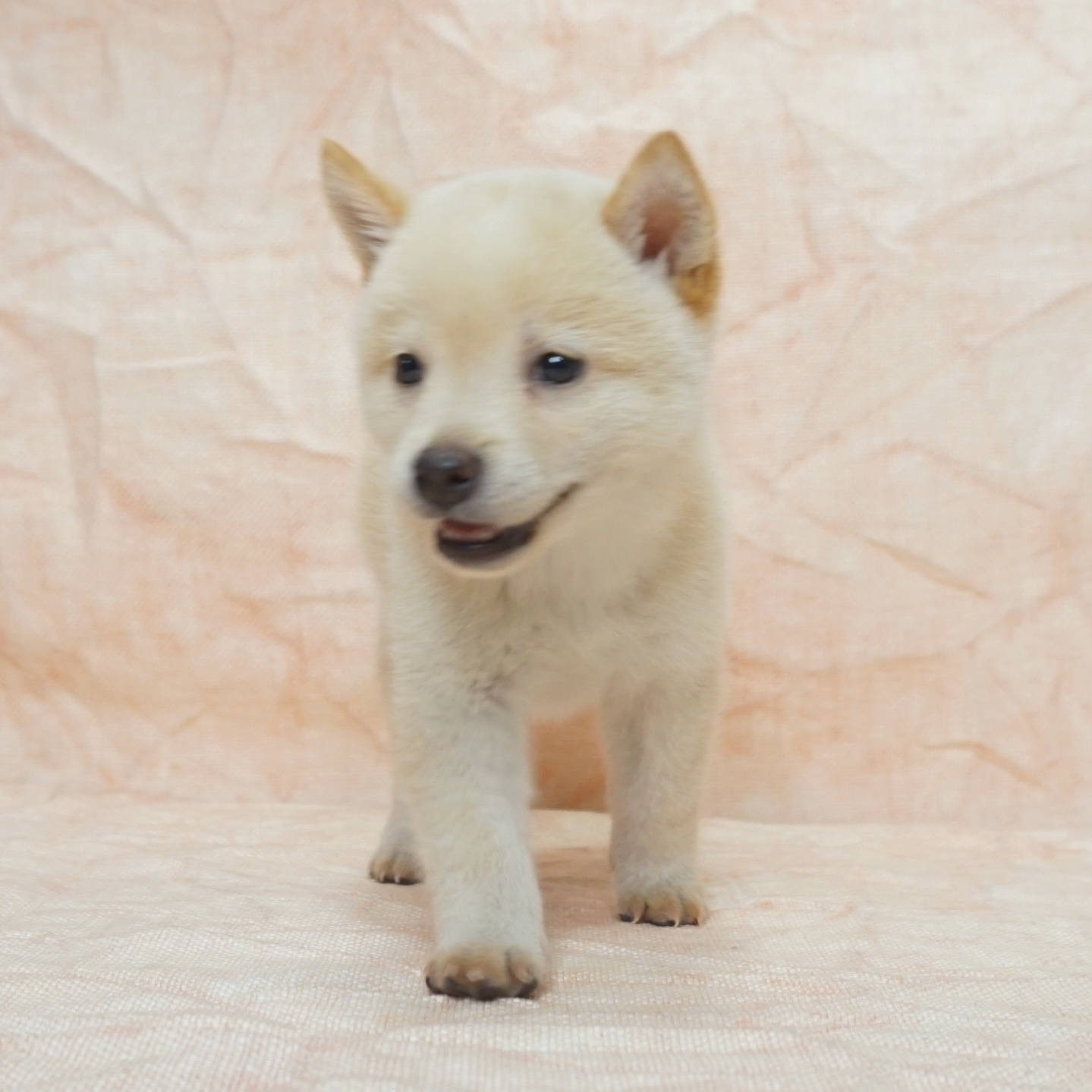 柴犬