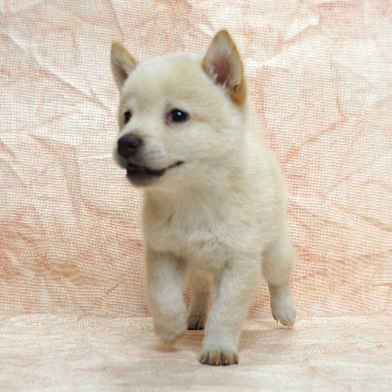 柴犬