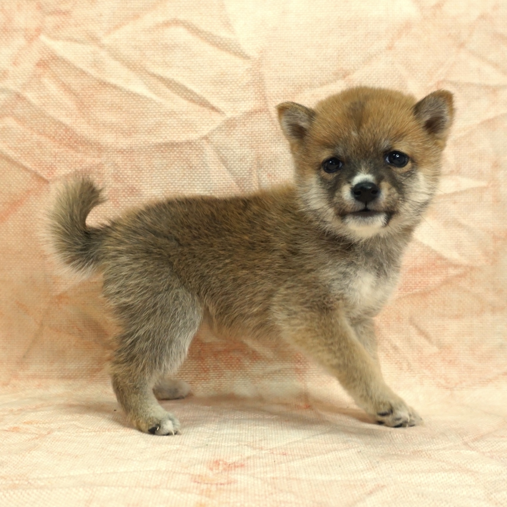 柴犬