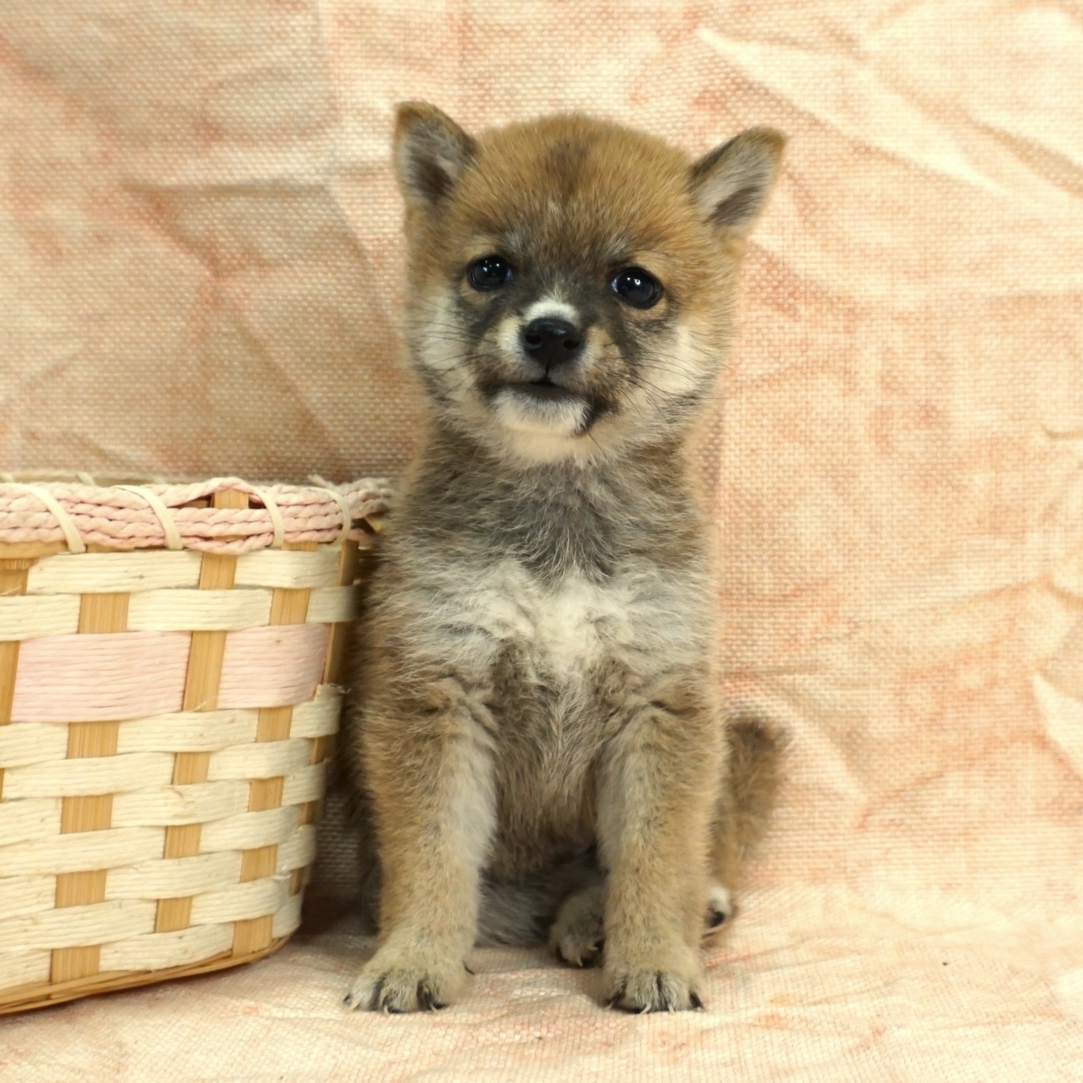 柴犬