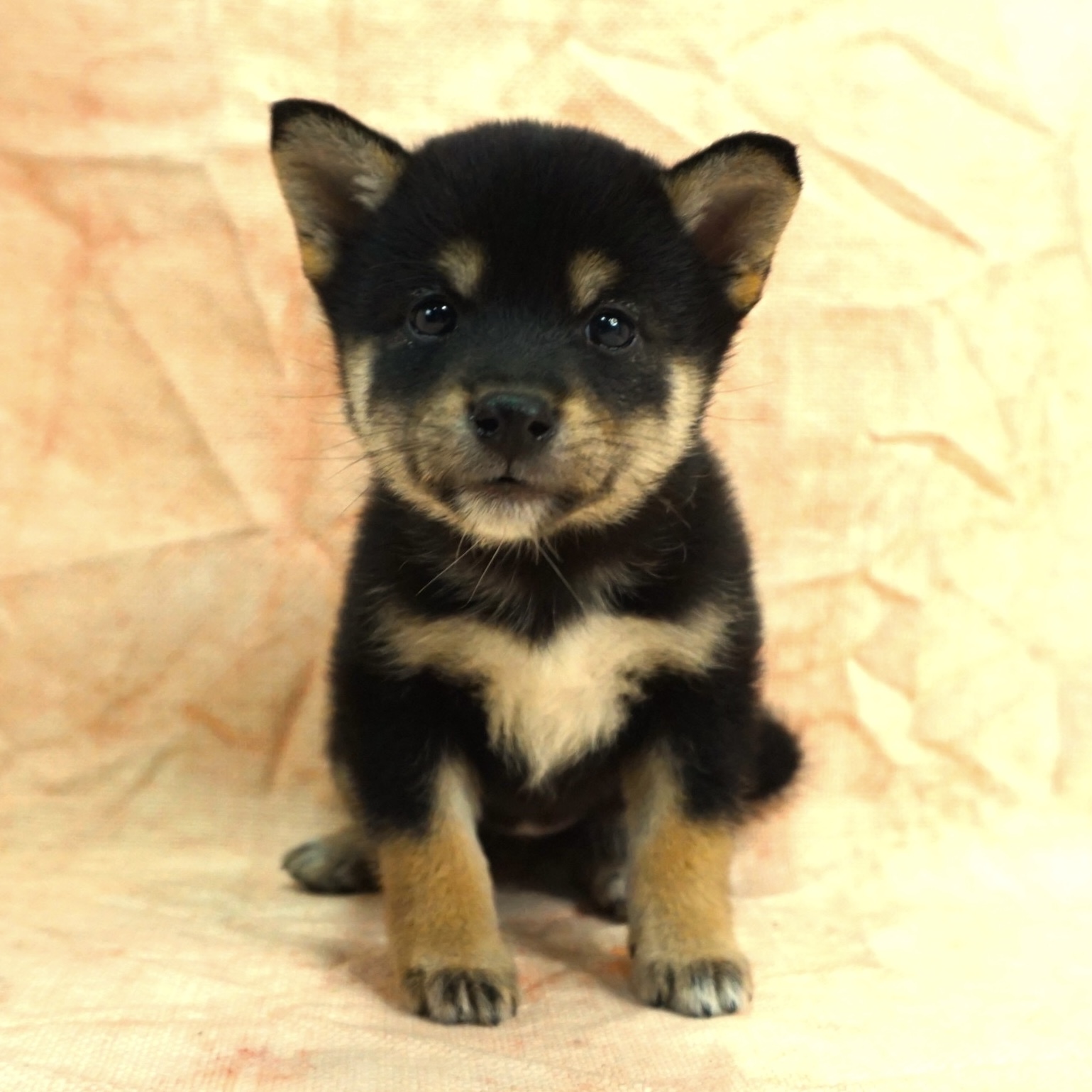柴犬