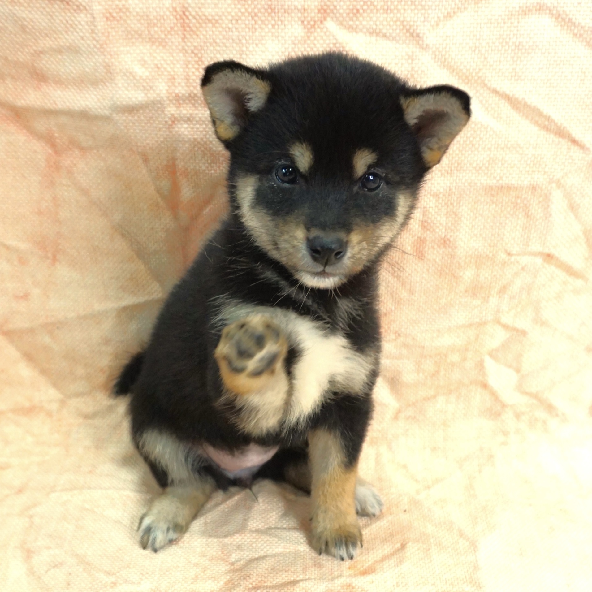 柴犬