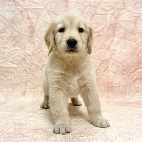 犬を飼いたい方に必見のお買い得情報です！！ わんこと幸せな暮らし for Beginners | 晋遊舎