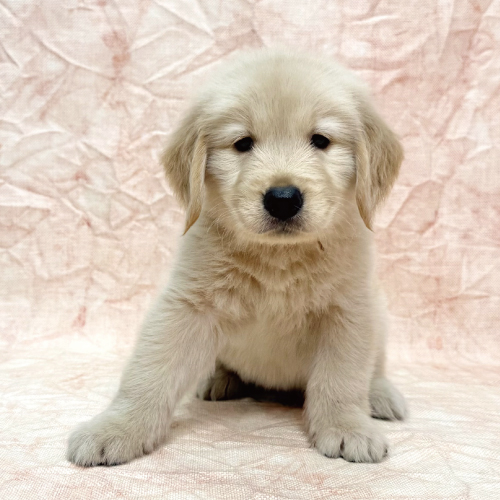 あなたにピッタリなペットが見つかります（犬）｜ペットのことならZOO