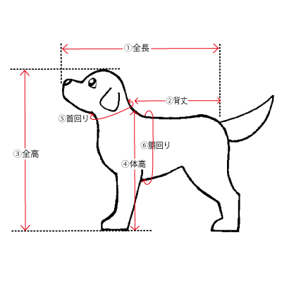 経験豊富なタレント犬が揃っています ペットのことならzoo