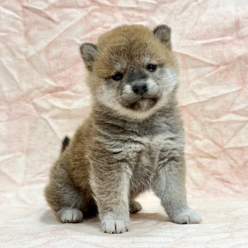 豆柴犬
