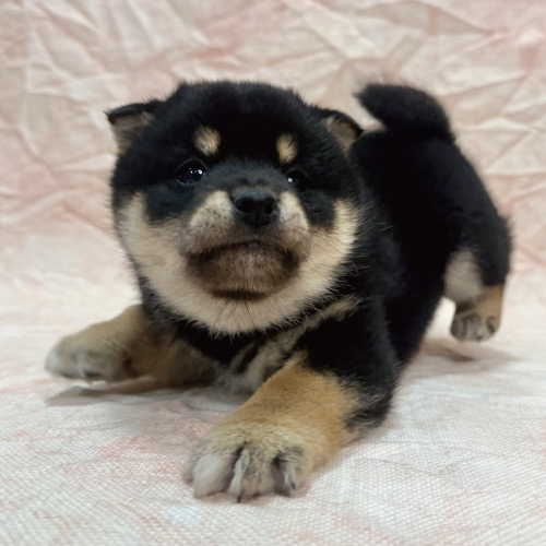 柴犬