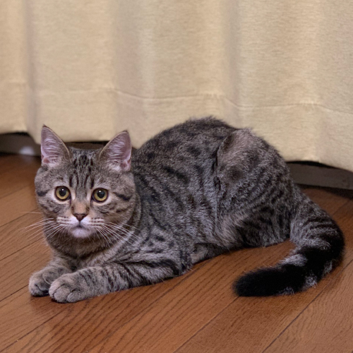 かつお