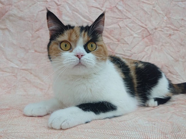 もみじ