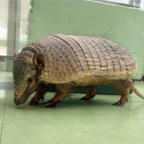 アルちゃん