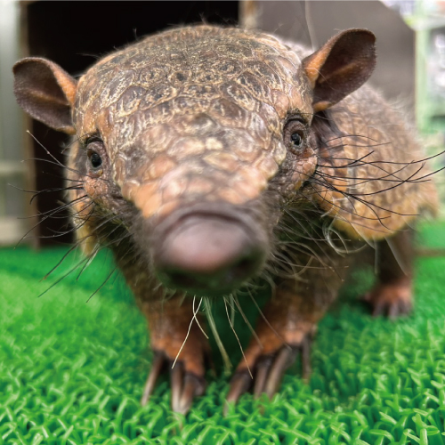 アルちゃん