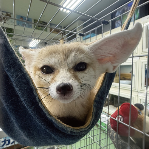 ふぇねお
