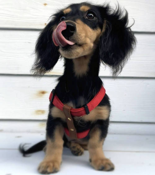 経験豊富なタレント犬が揃っています ペットのことならzoo