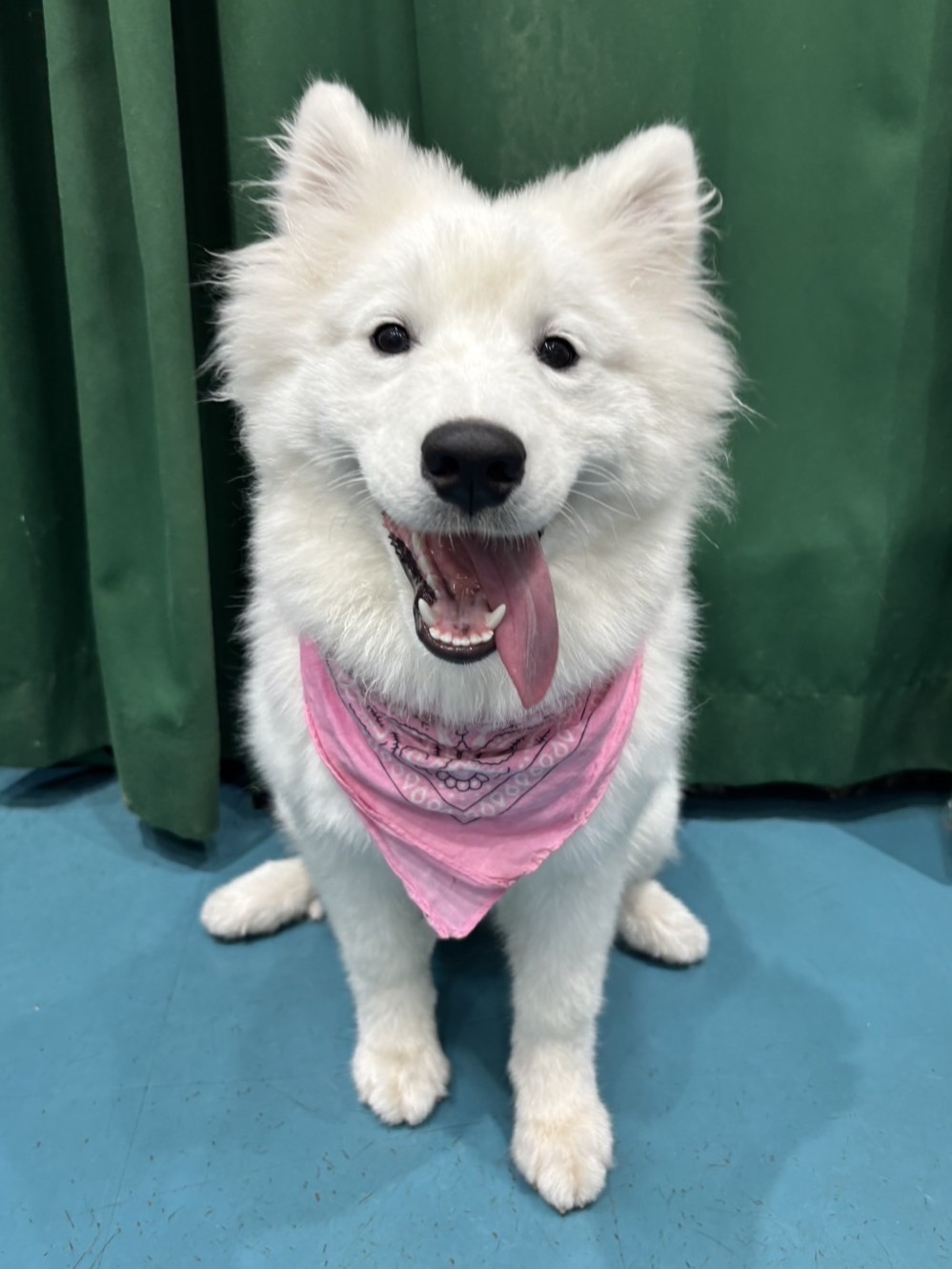 モモン
